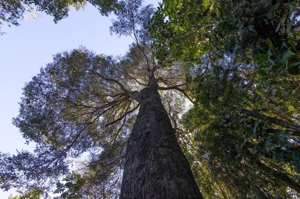 Árbol nativo centenario en parcelas Nahuelbuta