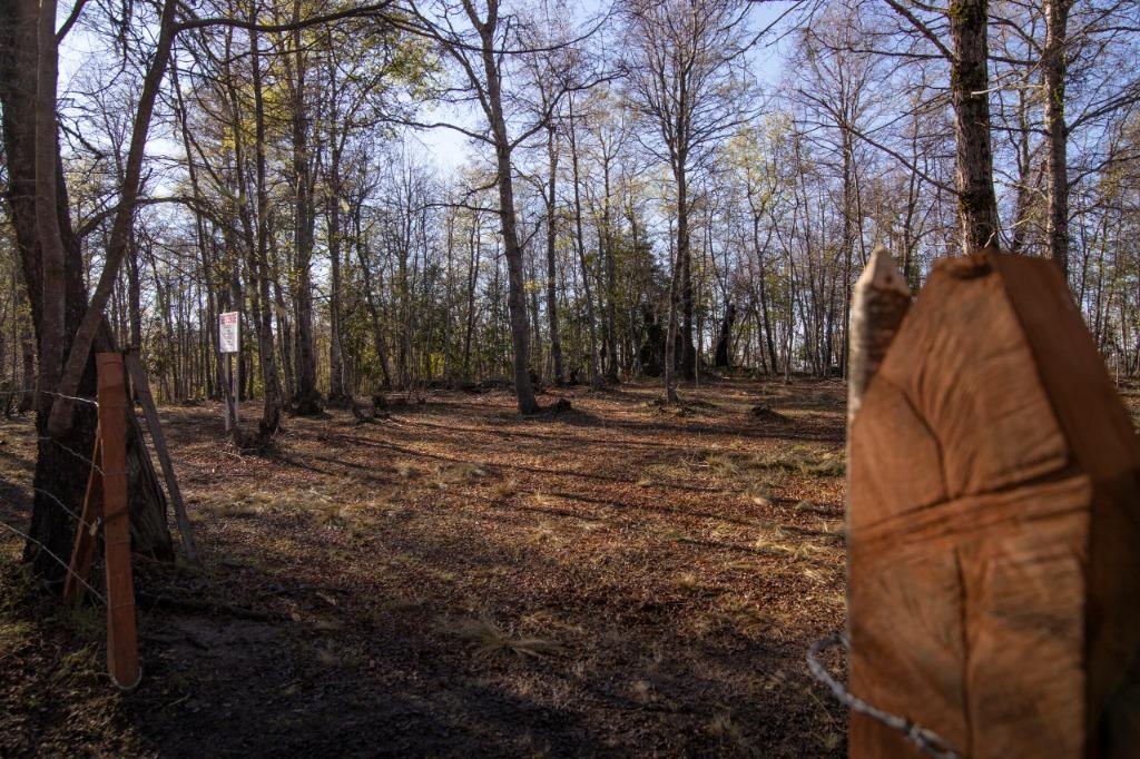 Bosque nativo dentro de las parcelas de Nahuelbuta