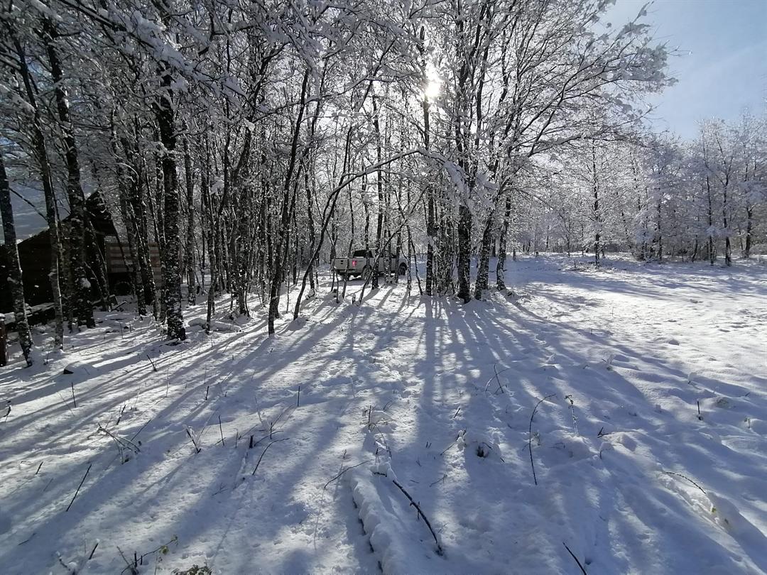 Bosque nativo cubierto de nieve en Nahuelbuta