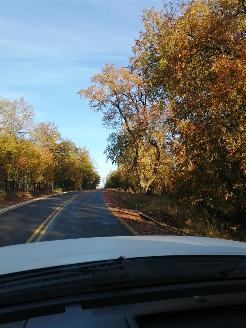 Camino de acceso al loteo Altos de Nahuelbuta
