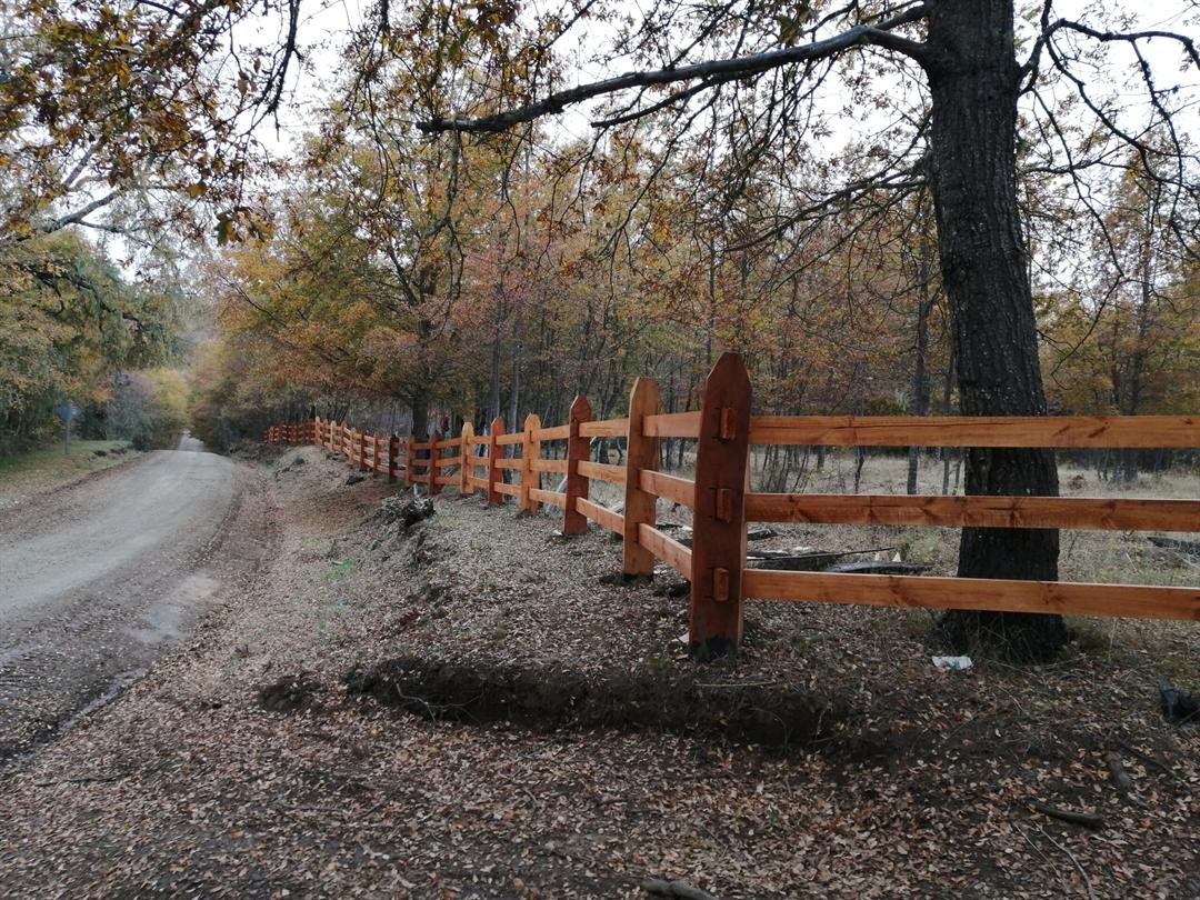 Acceso vehicular y vegetación en otoño hacia parcelas Angol